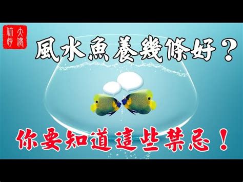 風水養魚數量|風水魚：多少最旺宅？